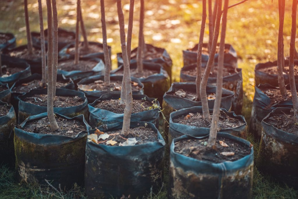 reforestation